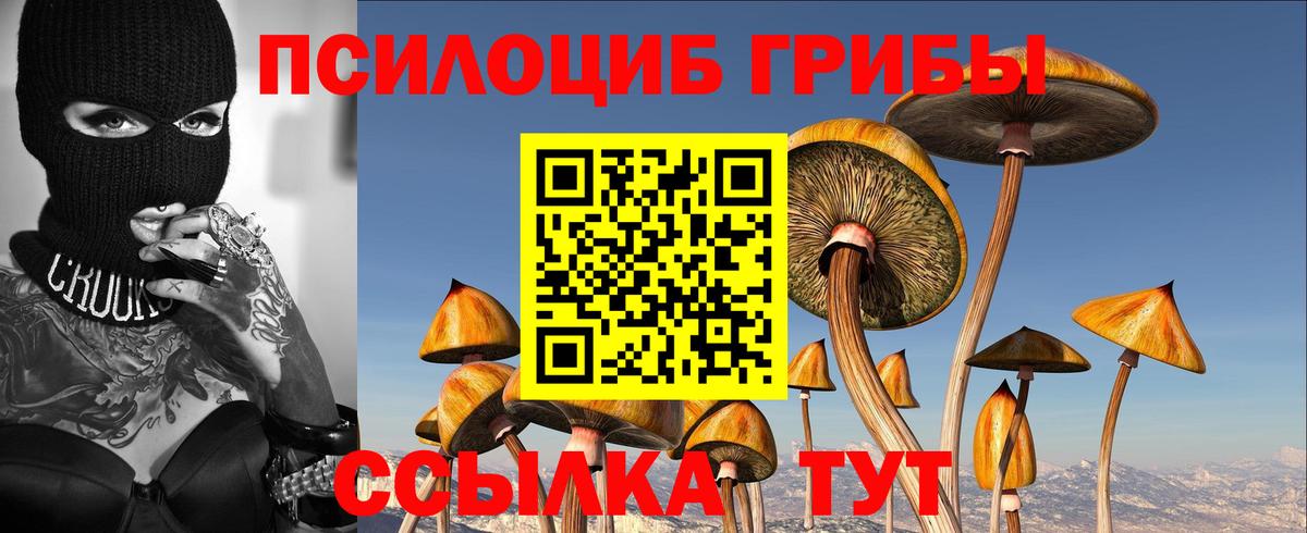 Гусиноозёрск  Псилоцибиновые грибы Psilocybine cubensis  Вход с VPN 